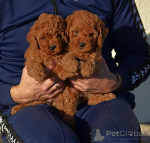 Additional photos: Mini Poodle, red and apricot colors