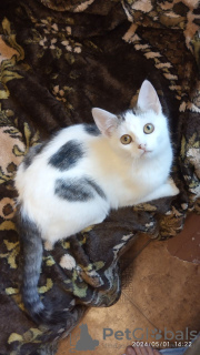 Additional photos: A charming girl Lyalechka is looking for a home and a loving family!