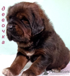 Photo №4. I will sell tibetan mastiff in the city of Москва. private announcement, breeder - price - 1562$