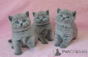 Photo №1. british shorthair - for sale in the city of Bubenheim | 361$ | Announcement № 160413