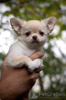 Photo №3. Longhair Chihuahua. Poland