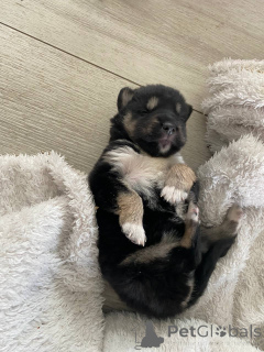 Photo №4. I will sell siberian husky in the city of Minsk. private announcement - price - Is free