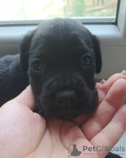 Additional photos: Cane Corso puppies