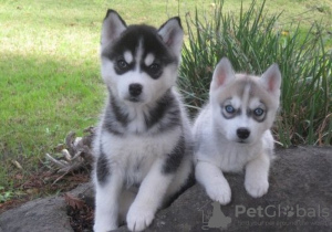 Photo №1. siberian husky - for sale in the city of Tel Aviv | 376$ | Announcement № 130776