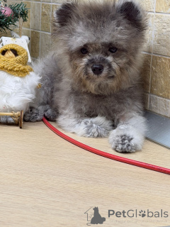 Photo №4. I will sell poodle (dwarf) in the city of Krasnodar. private announcement - price - 2114$