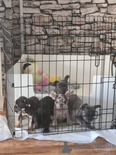 Photo №4. I will sell french bulldog in the city of Берлингероде. private announcement - price - 941$