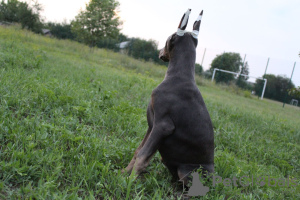 Photo №3. Doberman girl. Ukraine