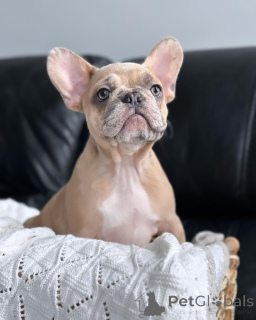 Photo №1. french bulldog - for sale in the city of Munich | 753$ | Announcement № 150647