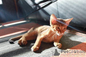 Photo №4. I will sell chausie in the city of Stockholm. from nursery, breeder - price - negotiated