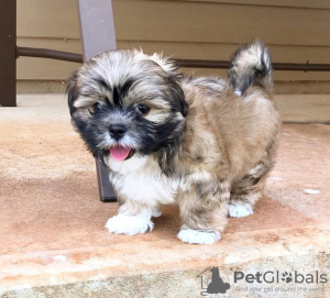 Photo №1. shih tzu - for sale in the city of Berlin | negotiated | Announcement № 43064