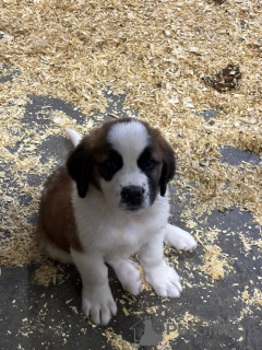 Photo №1. st. bernard - for sale in the city of Хилверсум | Is free | Announcement № 123955