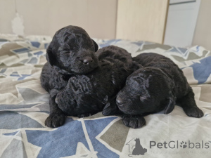 Photo №1. poodle (dwarf) - for sale in the city of Minsk | negotiated | Announcement № 167529