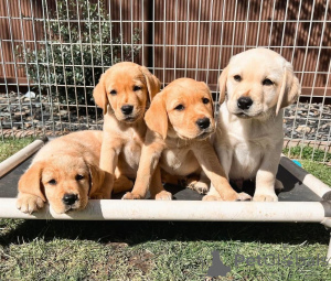 Photo №1. labrador retriever - for sale in the city of Франкфурт | negotiated | Announcement № 139189