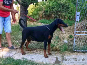 Photo №3. Doberman-litter. Serbia