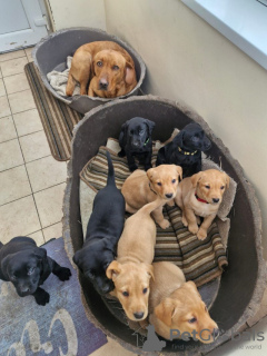Photo №2 to announcement № 131342 for the sale of labrador retriever - buy in Ireland private announcement