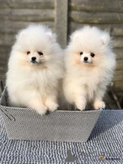 Photo №2 to announcement № 40112 for the sale of pomeranian - buy in Switzerland private announcement