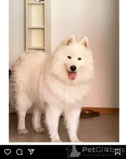 Photo №1. samoyed dog - for sale in the city of Cologne | negotiated | Announcement № 89488