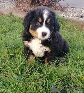 Photo №1. bernese mountain dog - for sale in the city of Leżajsk | 1162$ | Announcement № 78045