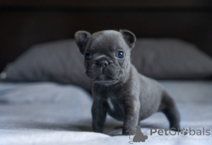 Photo №2 to announcement № 170510 for the sale of french bulldog - buy in Belgium 