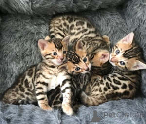 Photo №2 to announcement № 159895 for the sale of bengal cat - buy in Lithuania private announcement