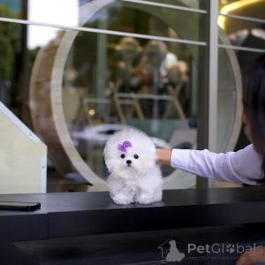 Photo №3. Toy Bichon Frise Puppies. United Kingdom