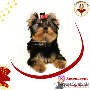 Photo №1. yorkshire terrier - for sale in the city of Kiev | 2414$ | Announcement № 10168