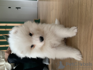 Photo №4. I will sell samoyed dog in the city of Katowice. breeder - price - 423$