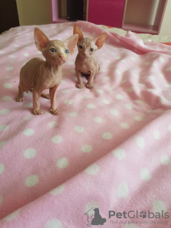 Photo №3. Two beautiful sphynx kittens.. United States