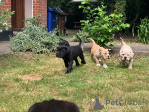 Photo №3. Gorgeous Cane Corso puppies. Russian Federation