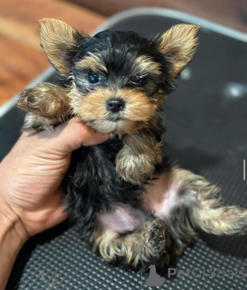 Photo №2 to announcement № 135477 for the sale of yorkshire terrier - buy in Spain 