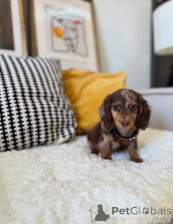 Photo №2 to announcement № 177413 for the sale of dachshund - buy in United States from the shelter
