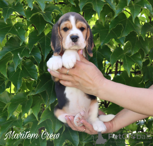 Photo №4. I will sell beagle in the city of Стамбул. from nursery - price - 500$