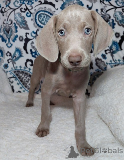 Photo №1. weimaraner - for sale in the city of Ostrava | negotiated | Announcement № 167454