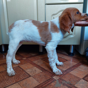 Photo №4. I will sell brittany dog in the city of Амурск. breeder - price - negotiated