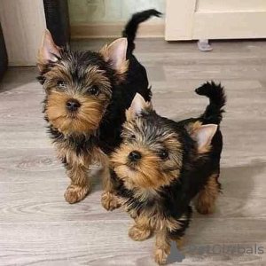 Photo №1. beaver yorkshire terrier - for sale in the city of Stockholm | 402$ | Announcement № 125800