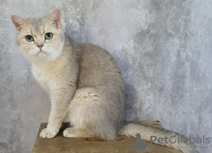 Photo №1. british shorthair - for sale in the city of Dubai | 700$ | Announcement № 108555