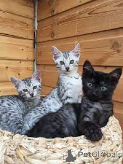 Photo №1. egyptian mau - for sale in the city of Paris | 516$ | Announcement № 165510