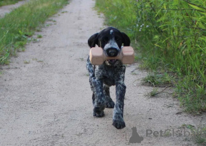 Photo №1. german wirehaired pointer - for sale in the city of Warsaw | 1129$ | Announcement № 146397