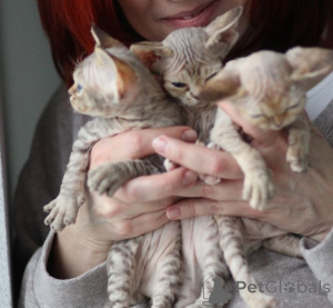 Photo №1. devon rex - for sale in the city of Stockholm | negotiated | Announcement № 171384