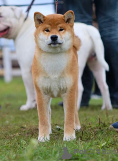 Photo №2 to announcement № 11226 for the sale of shiba inu - buy in Belarus private announcement