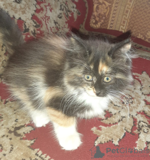 Photo №1. domestic cat - for sale in the city of Chekhov | 4$ | Announcement № 11387