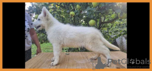 Photo №1. schweizer laufhund - for sale in the city of Belgrade | negotiated | Announcement № 116363