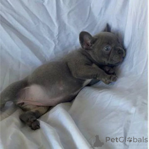 Photo №1.  - for sale in the city of Kharkov | Is free | Announcement № 163568