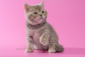 Additional photos: British kittens - purple spotted boy