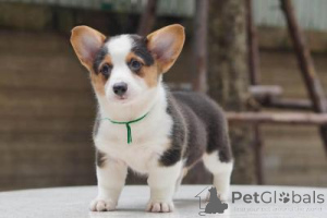 Photo №2 to announcement № 169002 for the sale of welsh corgi - buy in Germany 