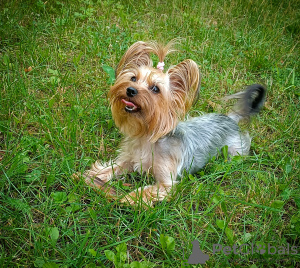 Photo №2 to announcement № 105750 for the sale of yorkshire terrier - buy in Poland private announcement