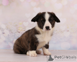 Photo №4. I will sell welsh corgi in the city of Dnipro. breeder - price - 887$