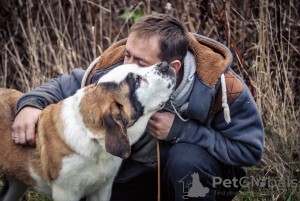 Photo №3. St. Bernard puppy. Belarus