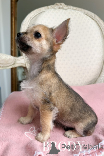 Photo №2 to announcement № 151220 for the sale of non-pedigree dogs - buy in Australia breeder
