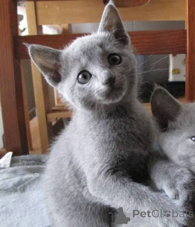 Photo №2 to announcement № 173433 for the sale of russian blue - buy in Malta private announcement, breeder